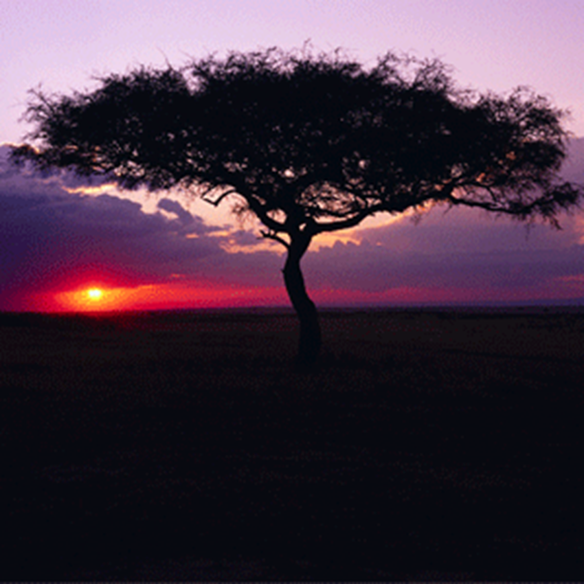 Tree and a nice view of the sky