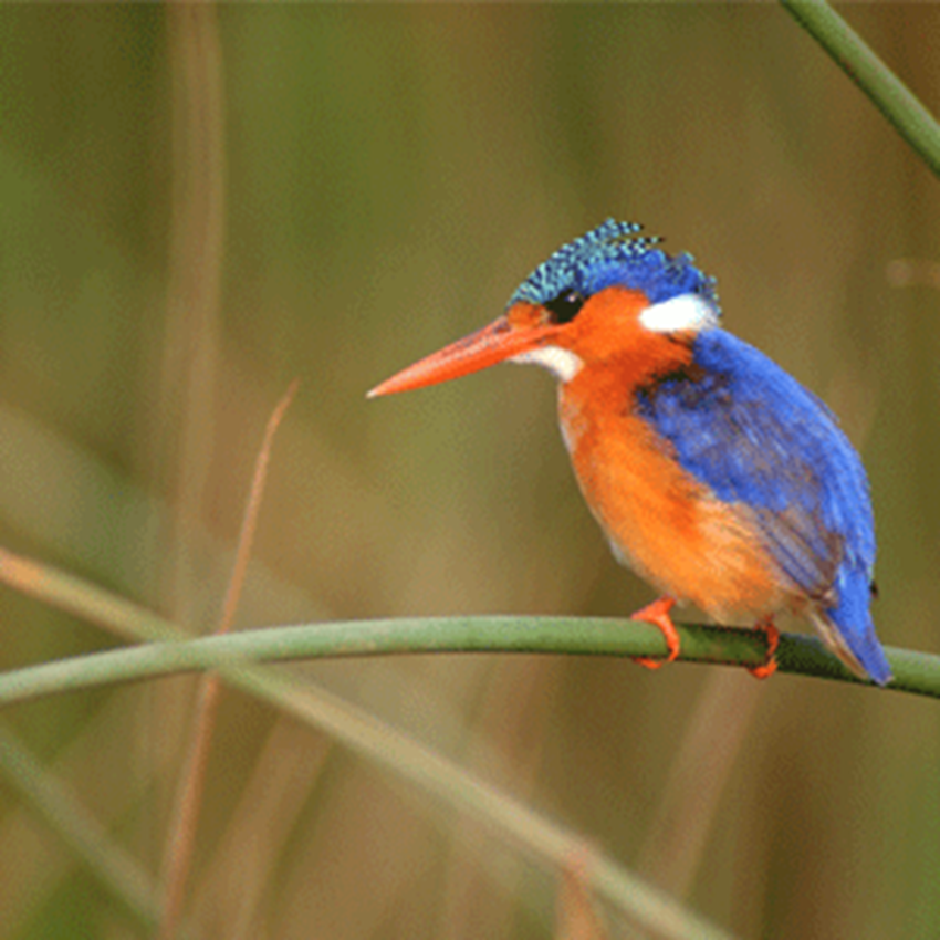 Colorful bird